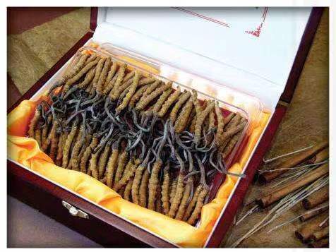 琼海冬虫夏草回收